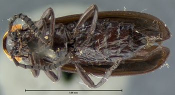 Media type: image;   Entomology 2769 Aspect: habitus ventral view